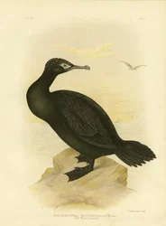 Petit cormoran noir, 1891